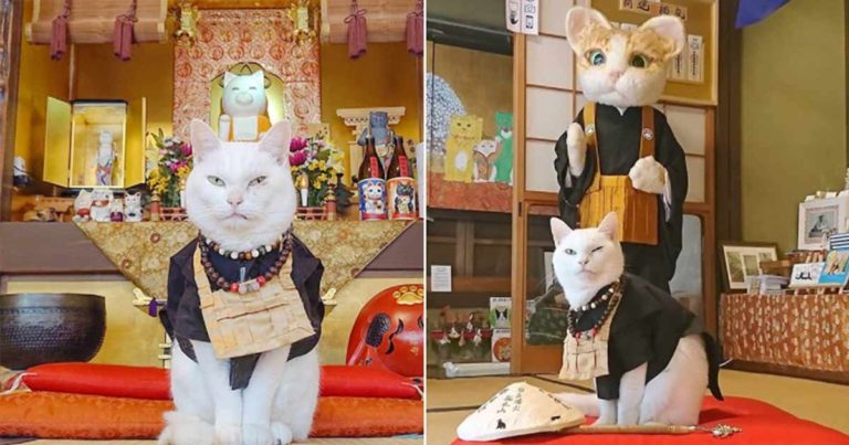 Kuil Kucing di Jepang, Biksu dan Pekerjanya Semuanya Kucing!
