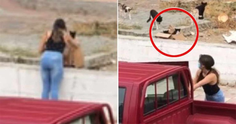 Mereka Membagikan Video Saat Dua Wanita Meninggalkan Anak-anak Kucing dalam Sebuah Kotak Kardus