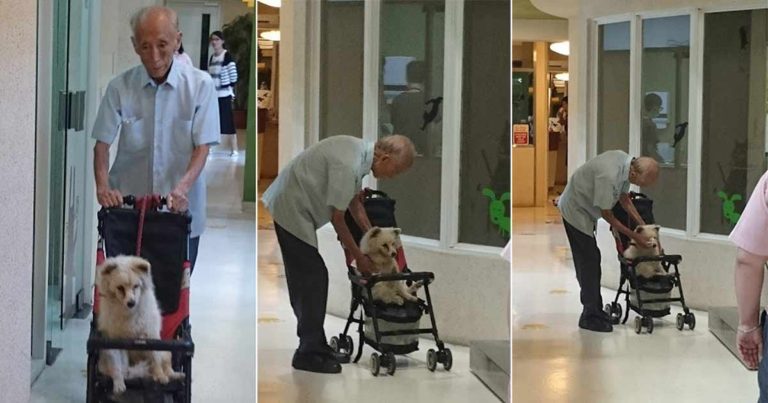 Mereka Menangkap Seorang Kakek Membawa Anjingnya yang Sakit dengan Kereta Dorong untuk Pergi ke Dokter Hewan