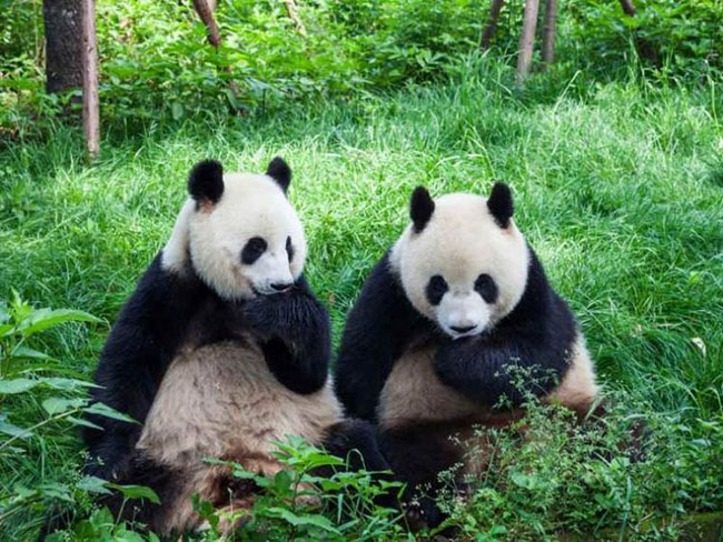 Mereka Mengungkap Gambar Bayi Panda  Raksasa Pertama yang 