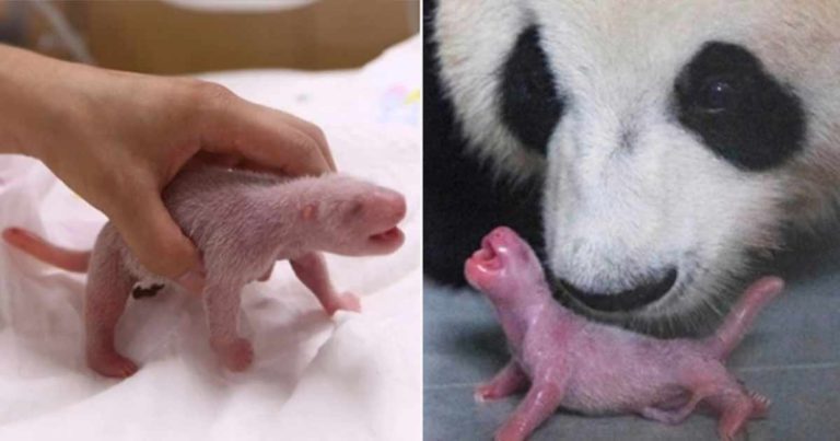 Mereka Mengungkap Gambar Bayi Panda Raksasa Pertama yang Lahir Secara Alami di Kebun Binatang