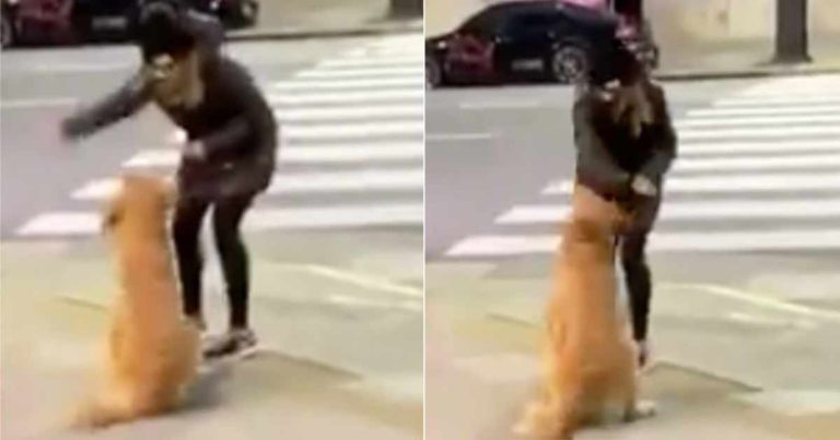 Mereka Menuntut Tindakan Hukum Terhadap Wanita yang Terekam Menyerang Anjingnya Karena Tidak Mau Berjalan