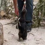 Penguin-yang-Sakit-dan-Sedang-Dirawat-Dipertontonkan-Film-Kartun–1