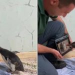 Penguin-yang-Sakit-dan-Sedang-Dirawat-Dipertontonkan-Film-Kartun