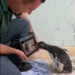 Penguin-yang-Sakit-dan-Sedang-Dirawat-Dipertontonkan-Film-Kartun-2