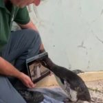 Penguin-yang-Sakit-dan-Sedang-Dirawat-Dipertontonkan-Film-Kartun-4