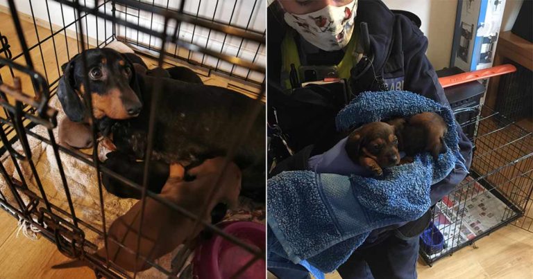 Polisi Menyita Lebih dari 30 Anjing yang Dicuri dengan Nilai Lebih dari Rp 2 Miliar