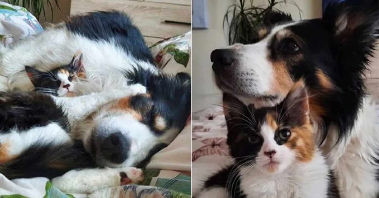 Setelah Sebuah Tragedi, Seekor Anjing Mengadopsi Seekor Kucing untuk Memberikan Perlindungan Sepanjang Hidupnya