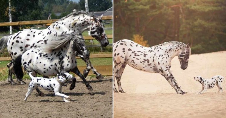 Seekor Dalmatian Yatim Piatu Percaya Bahwa Seekor Kuda Betina Tutul Adalah Ibunya