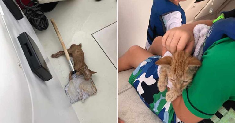 Sekelompok Orang dalam Perjalanan Memancing ‘Menyelamatkan’ Seekor Kucing di Tengah Laut