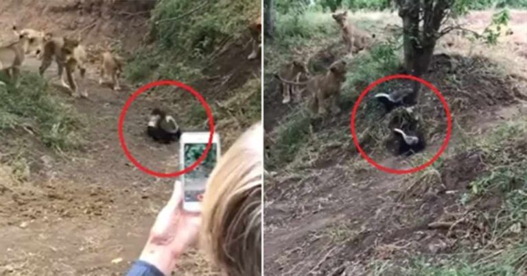 Video: Sekelompok Singa Dibuat Kocar-kacir oleh Luwak Madu