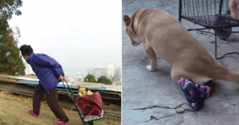 Seorang Nenek Menangis Karena Harus Berpisah dengan Anjing Lumpuh yang Dia Selamatkan