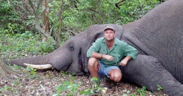 Seorang Pemburu Tewas oleh Seekor Gajah yang Berusaha Melindungi Anaknya