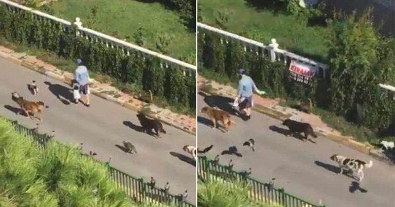 Wanita di Turki Berjalan Diiringi oleh Anjing, Kucing dan Burung Persis Seperti Film Putri Salju