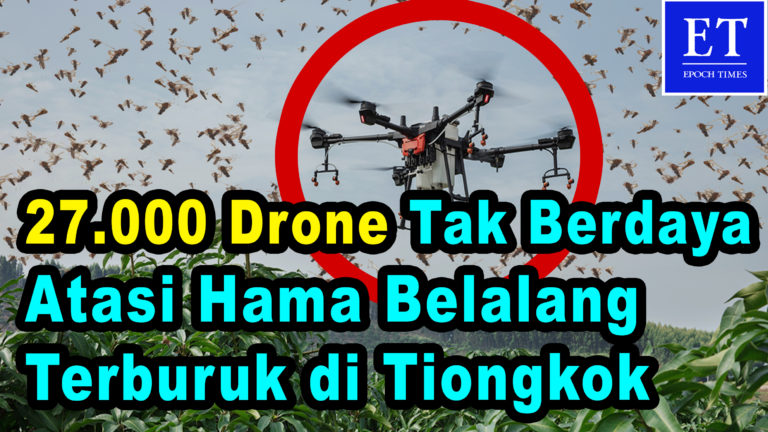 27.000 Drone Tak Berdaya Atasi Hama Belalang Terburuk di Yunnan, Tiongkok