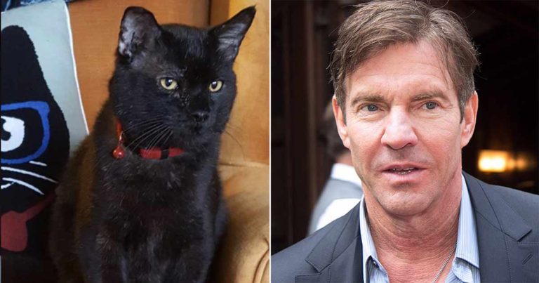 Aktor Dennis Quaid Mengadopsi Kucing di Penampungan yang Namanya Sama dengan Dirinya