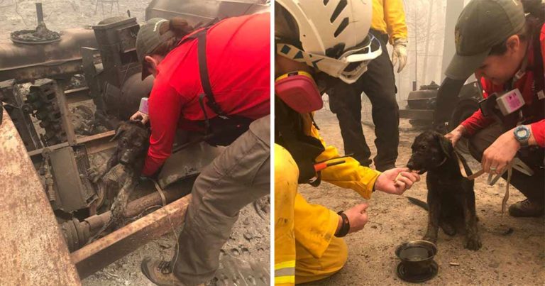 Anak Anjing Ajaib yang Ditemukan Selamat dari Kebakaran Hutan Hebat di California