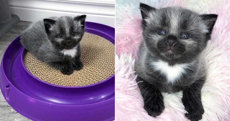 Temui Janie, Anak Kucing Kecil dengan Bulu Tidak Biasa yang Ditemukan di Pinggir Jalan