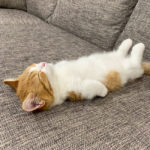 Anak Kucing Kecil yang Tidur Seperti Bayi Manusia 1