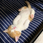 Anak Kucing Kecil yang Tidur Seperti Bayi Manusia 3