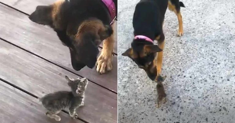 Anak Kucing Liar Mengikuti Anjing Keluarga dan Langsung Memutuskan Dia Adalah Ibu Barunya