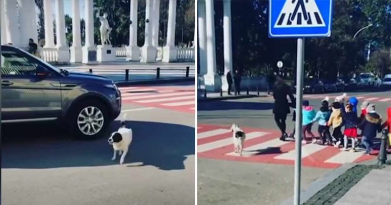 Anjing Liar Membantu Siswa Taman Kanak-Kanak dengan Aman Menyeberang Jalan yang Sibuk
