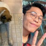 Anjing-Liar-Menemukan-Tempat-Kerja-Manusia