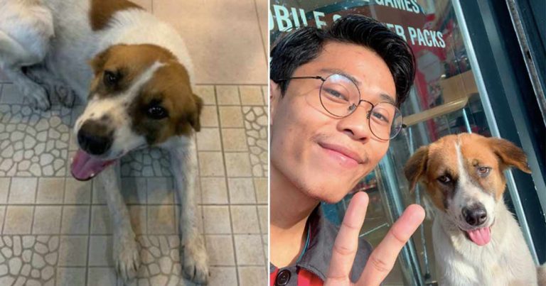 Anjing Liar Menemukan Tempat Kerja Pria yang Selalu Memberinya Makan di Pantai