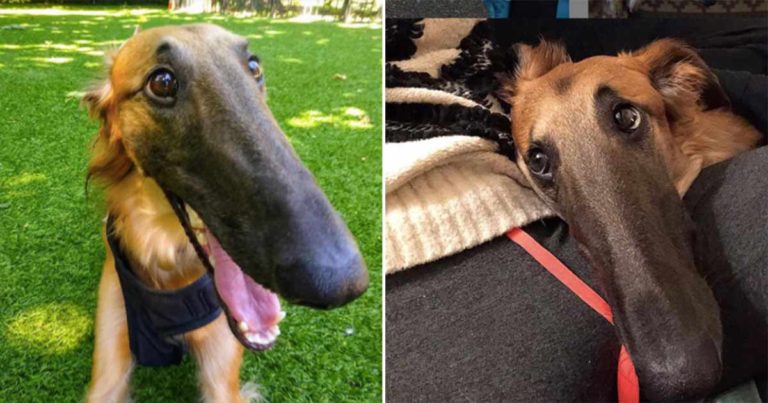 Anjing Menggemaskan dengan Moncong Ekstra Panjang Ini Telah Memenangkan Hati Netizen