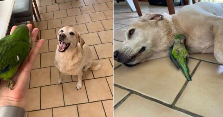 Anjing Menyelamatkan Burung Beo Lumpuh yang Jatuh dari Pohon, Dia Tidak Pernah Pergi dari Sisinya