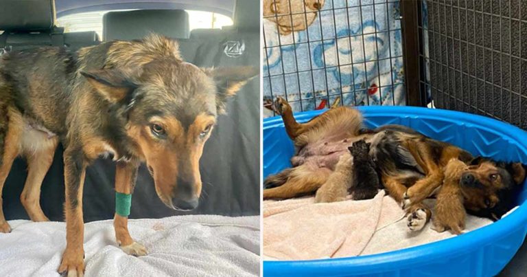 Anjing yang Diselamatkan yang Kehilangan Anaknya Menjadi Ibu bagi Anak Kucing Yatim Piatu