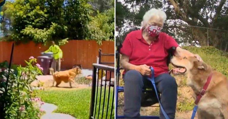 Anjing yang Setia Berlari Meminta Bantuan Pekerja Kebersihan untuk Menyelamatkan Hidup Ibu Manusianya