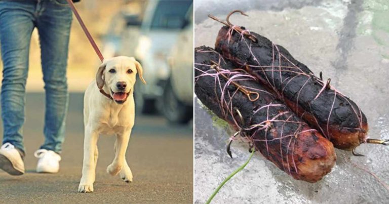 Bahaya Baru yang Dihadapi Anjing-anjing yang Tidak Bersalah dan Semuanya Karena Kejahatan Manusia