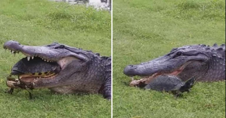 Buaya Mencoba Segala Cara untuk Makan Kura-kura, Tapi Gagal