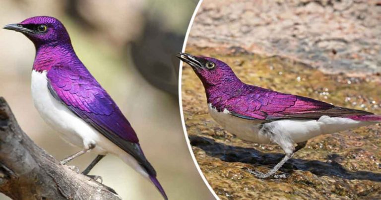 Burung Jalak “Permata” Afrika yang Spektakuler Tampak Seperti Batu Permata Bersayap yang Hidup
