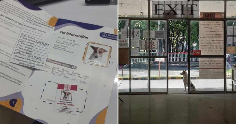 “Dokter” Baru Berhasil Menaklukkan Hati Semua Orang di Rumah Sakit dan Menjadi Penjaga Terbaik