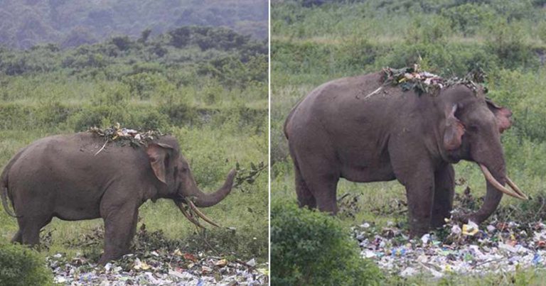 Gajah di India Mengaduk-aduk Tumpukan Sampah yang Ditinggal Wisatawan untuk Mencari Makanan