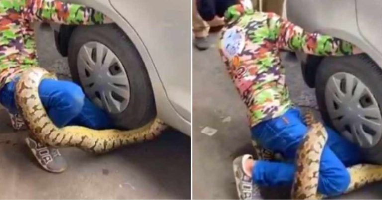 Gara-gara Ular Piton Lewat, Jalanan Jadi Macet