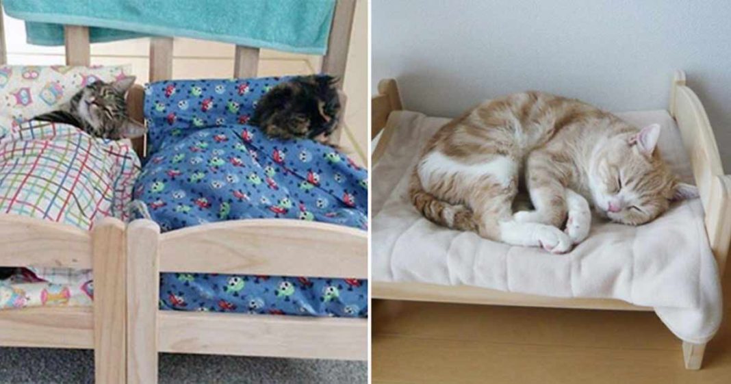 IKEA Menyumbangkan Tempat Tidur yang Dibuat Khusus untuk Kucing di