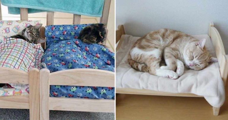 IKEA Menyumbangkan Tempat Tidur yang Dibuat Khusus untuk Kucing di Tempat Penampungan yang Menunggu untuk Diadopsi