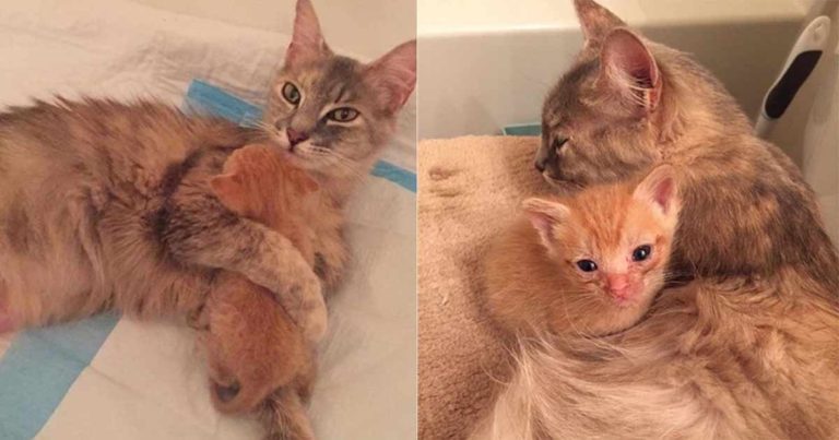 Induk Kucing yang Kehilangan Anak-anaknya Merasa Nyaman untuk Membesarkan Anak Kucing Yatim Piatu