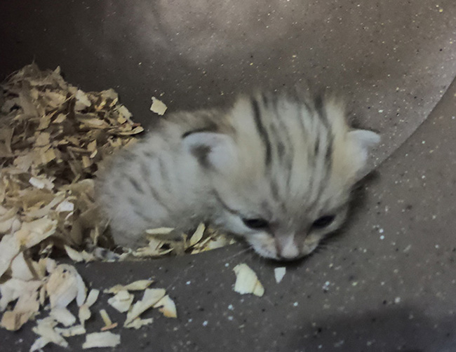 Kebun Binatang Carolina Utara Mengumumkan Kelahiran Anak Kucing 