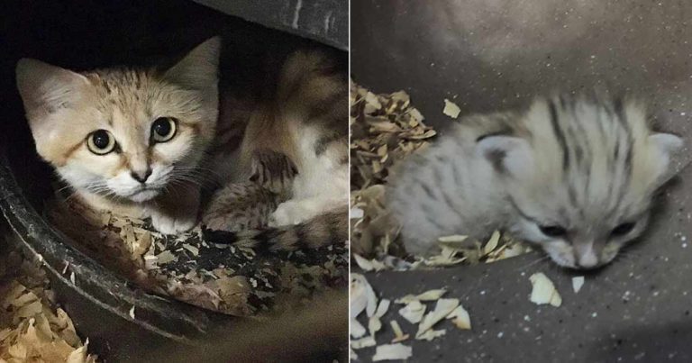 Kebun Binatang Carolina Utara Mengumumkan Kelahiran Anak Kucing Pasir yang ‘Lucu Tapi Ganas’