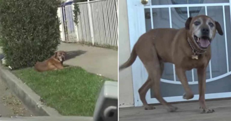 Keluarga Pindah Rumah dengan Meninggalkan Anjing Tua Mereka yang Patah Hati