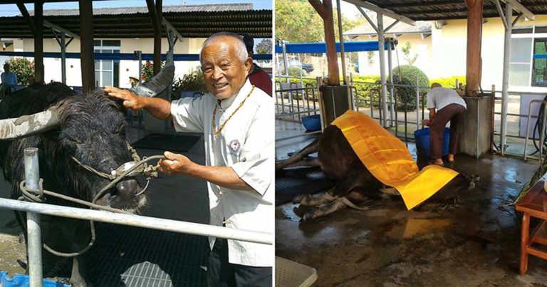 Kerbau Berusia ‘117 Tahun’ yang Sekarat Bertahan demi Bertemu dengan Tuannya untuk Terakhir Kalinya