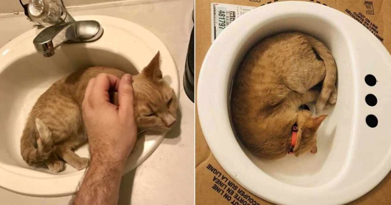 Kucing Sangat Suka Meringkuk di Wastafel, Keluarganya Memutuskan Membelikan Satu untuknya