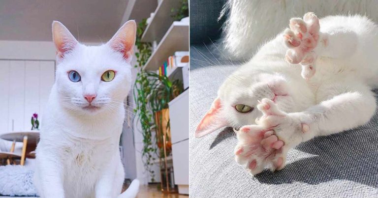 Kucing dengan Warna Mata Berbeda dan Memiliki Jari Kaki Ekstra Ditinggalkan Pemiliknya