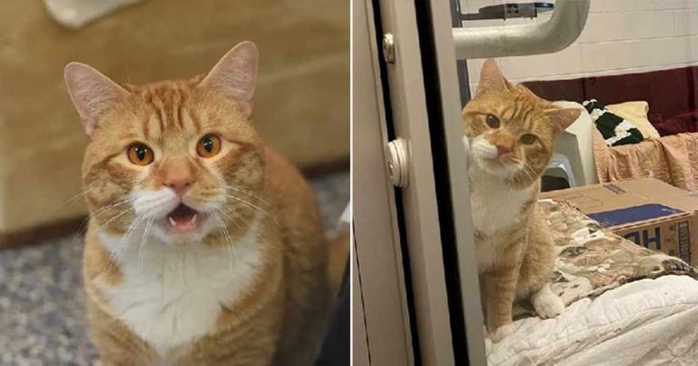 Kucing yang Putus Asa Menyapa Pengunjung dengan Harapan Memperhatikannya dan Membawanya Pulang