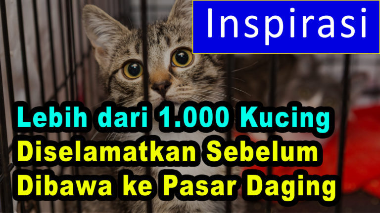 Lebih dari 1.000 Kucing Diselamatkan Sebelum Mereka dengan Kejam Mengakhiri Hidupnya