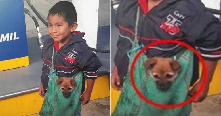 Mereka Menangkap Seorang Anak Laki-laki yang Membawa Anjingnya dengan Cara yang Paling Menggemaskan, Meskipun Dia Mengalami Kesulitan Hidup